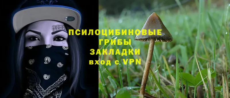 Псилоцибиновые грибы Psilocybe  закладка  Николаевск 